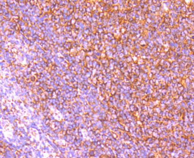 Anti-Apaf-1 Antibody (9E241)
