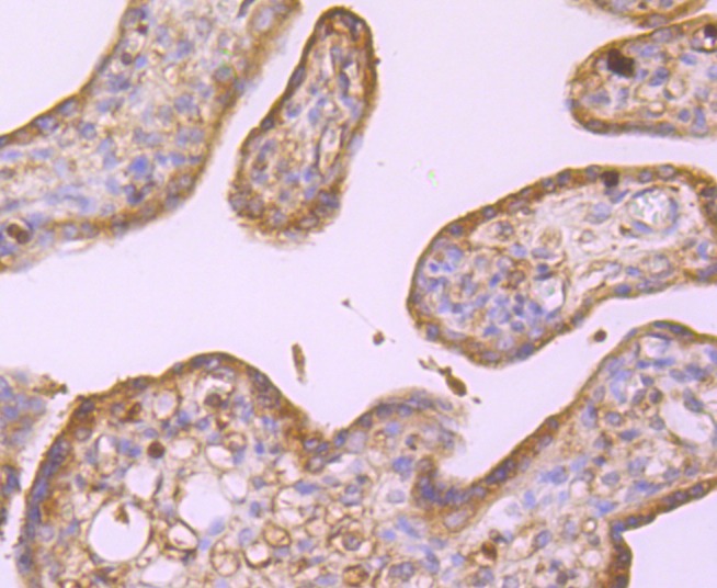 Anti-alpha Tubulin 4A Antibody (6I357)