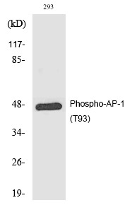 Anti-Phospho-JUN (Thr93) Polyclonal Antibody 2