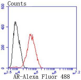 Anti-Androgen receptor Antibody (3T582)