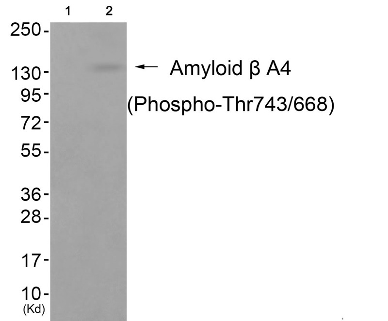 Anti-Phospho-APP (Thr743, 668) Polyclonal Antibody