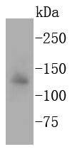 Anti-Apaf-1 Antibody (9E241)