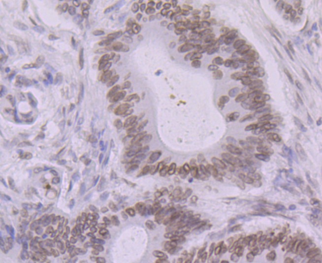 Anti-BANF1 Antibody (6R771)