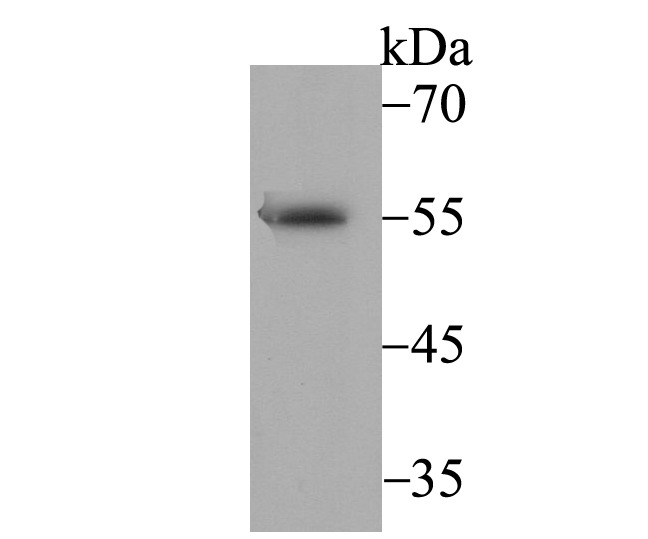 Anti-BAF57 Antibody (2O20)