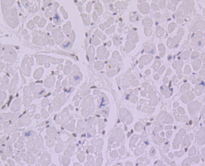 Anti-BANF1 Antibody (6R771)