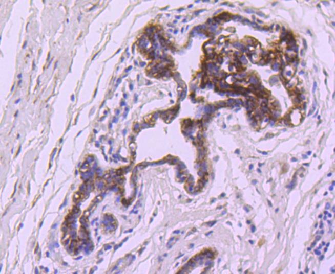 Anti-BCL-XL Antibody (3K493)
