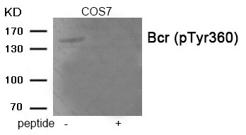 Anti-Phospho-Bcr (Tyr360) Polyclonal Antibody