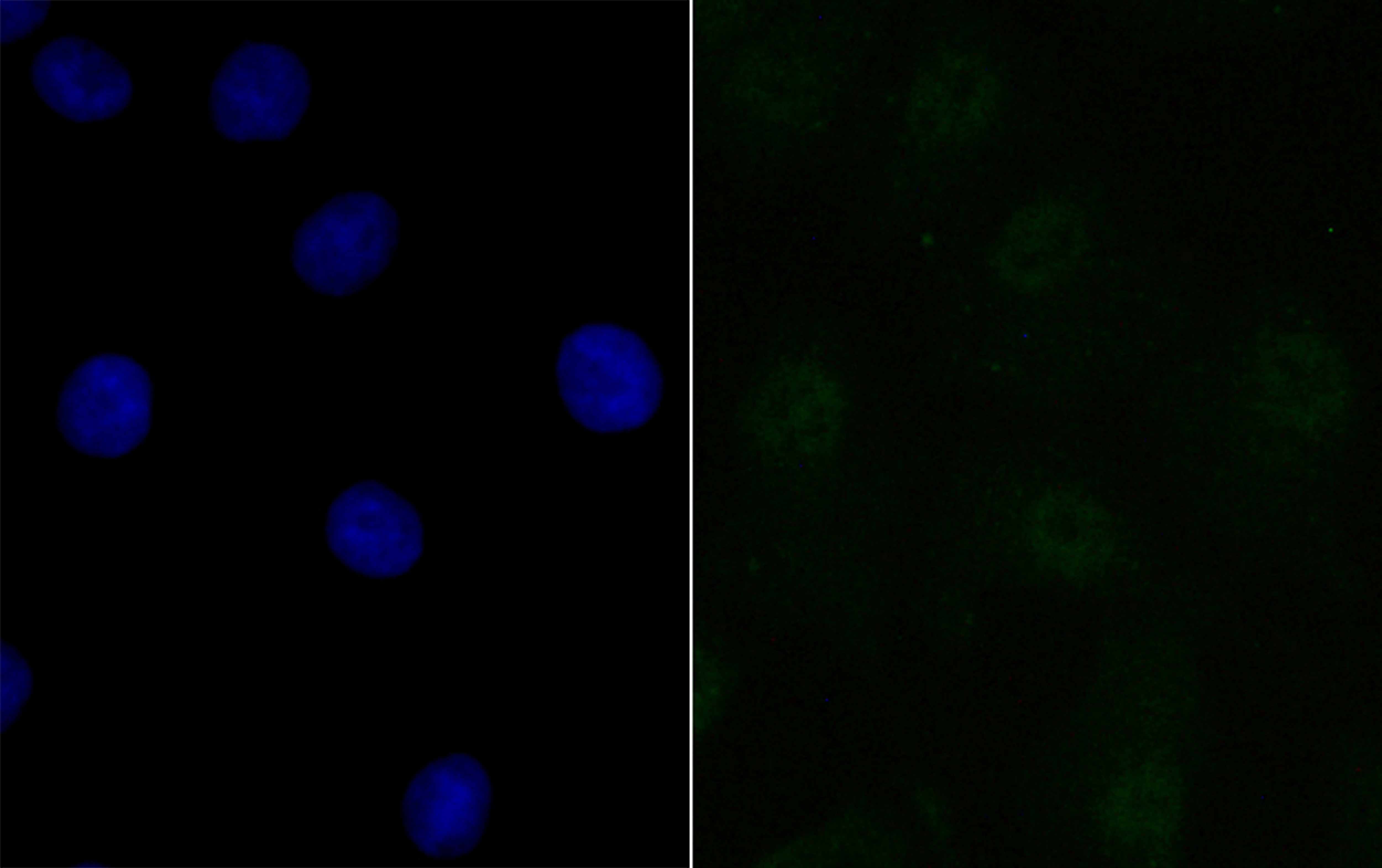 Anti-BANF1 Antibody (6R771)