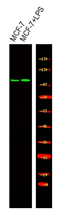 Anti-Phospho-BCLAF1 (Ser531) Polyclonal Antibody