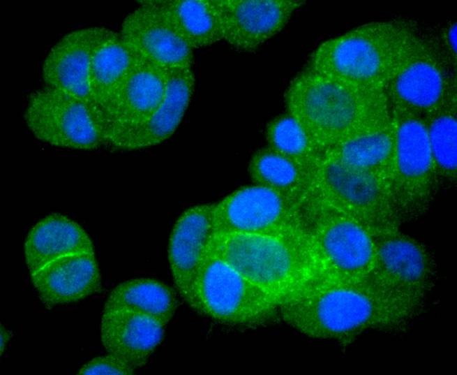 Anti-BCL-XL Antibody (3K493)
