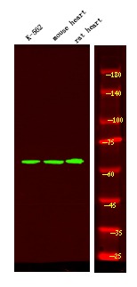 Anti-Phospho-BAG3 (Tyr457) Polyclonal Antibody