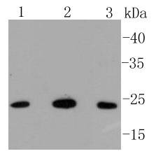 Anti-BAK1 Antibody (2V22)
