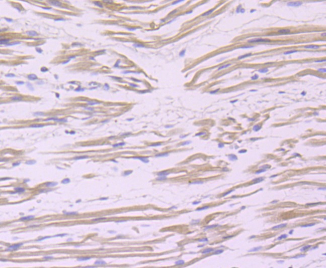 Anti-BAG3 Antibody (9B703)