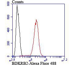 Anti-BDKRB2 Antibody (4Y573)