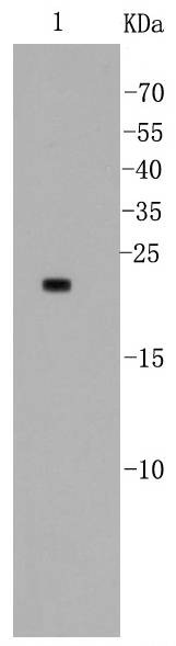 Anti-Bad Antibody (4Z819)