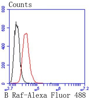 Anti-BRAF Antibody (7W36)