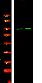 Anti-Phospho-BCL6 (Ser343) Polyclonal Antibody