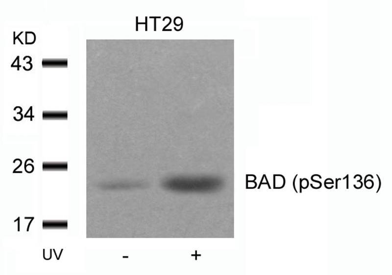 Anti-Phospho-Bad (Ser136) Polyclonal Antibody