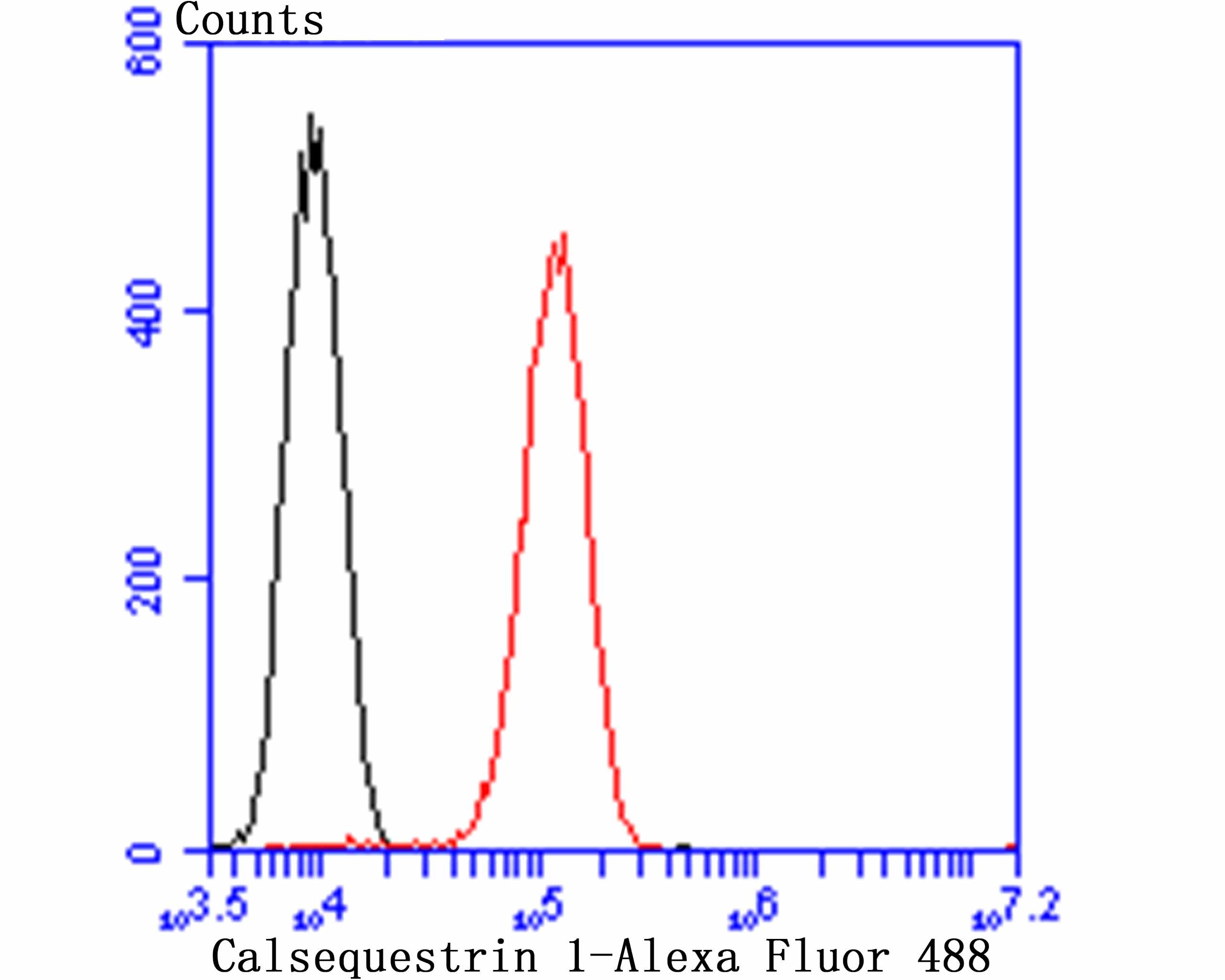 Anti-Calsequestrin 1 Antibody (2G592)