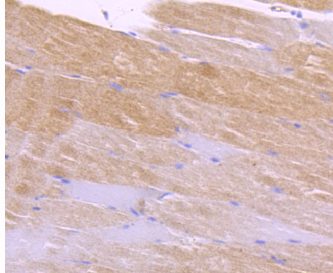 Anti-CAMK2D Antibody (7Z493)