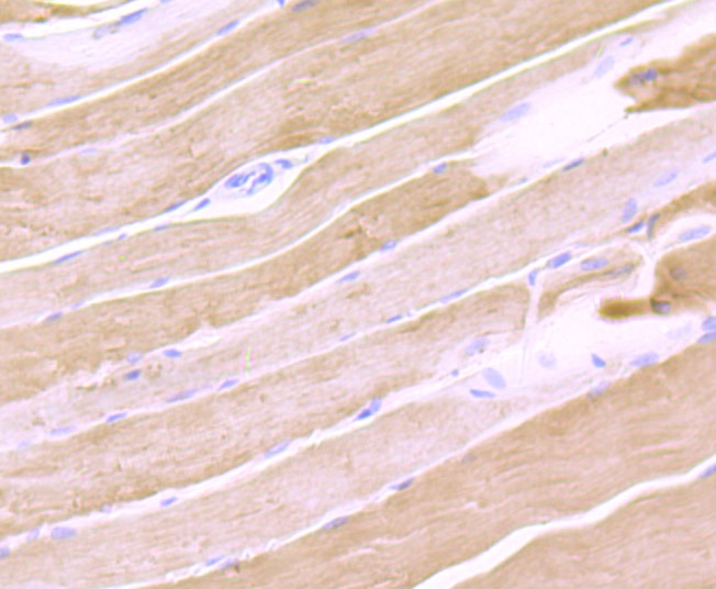 Anti-Calsequestrin 1 Antibody (2G592)