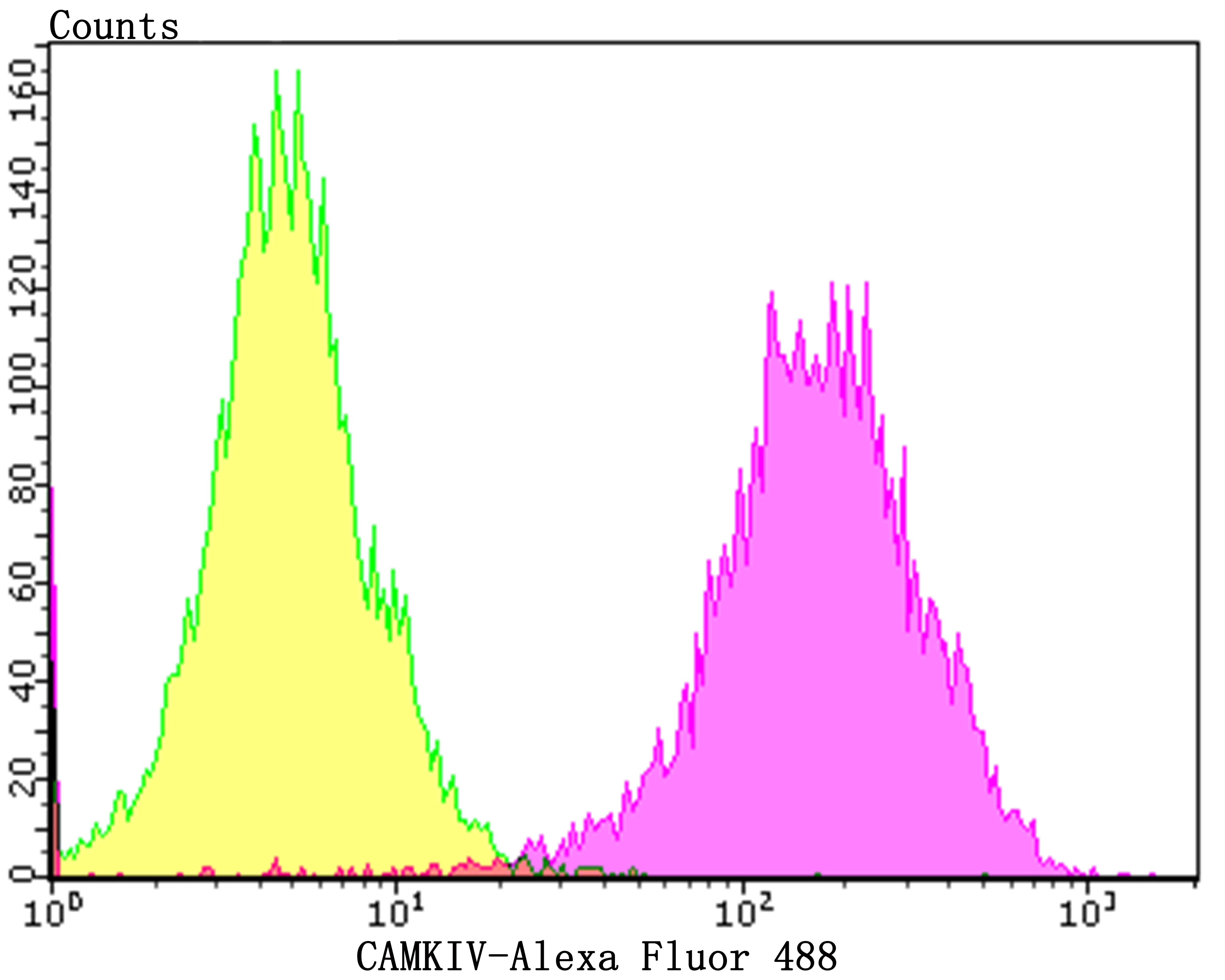 Anti-CAMKIV Antibody (5K734)