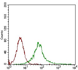 Anti-CAMK2G Antibody (8A304)
