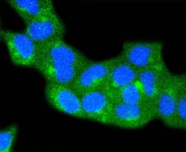 Anti-Caveolin 2 Antibody (7L548)