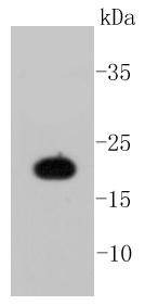 Anti-CAV1 Antibody (1U205)