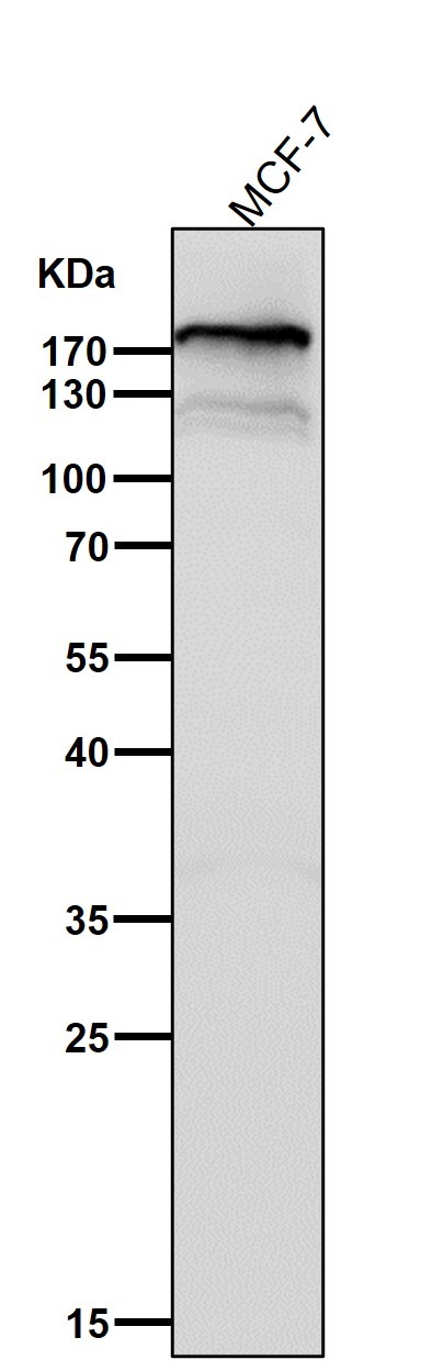 Anti-Complement C3 Antibody (7T917)