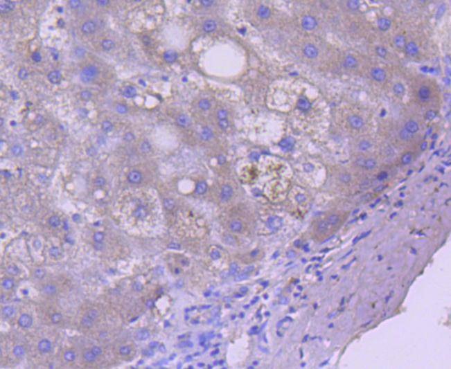 Anti-Caspase 5 Antibody (3R203)
