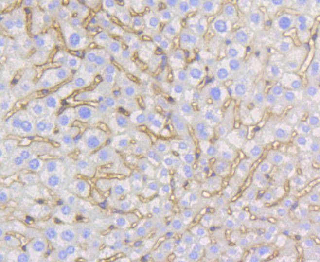 Anti-CAV1 Antibody (1U205)