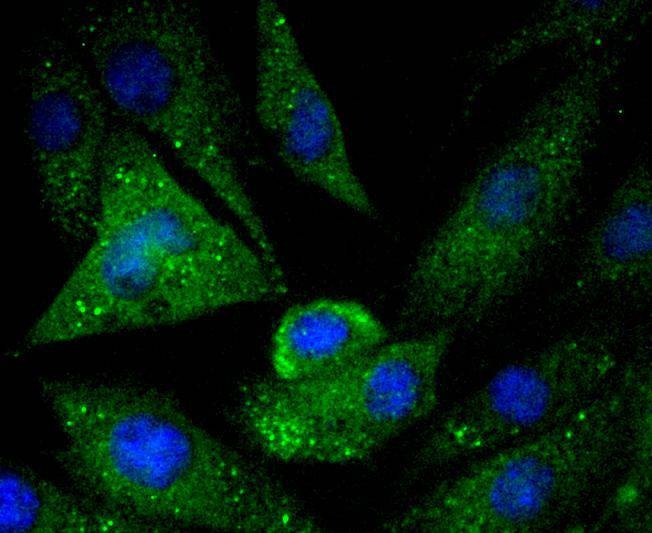 Anti-Caspase 5 Antibody (3R203)