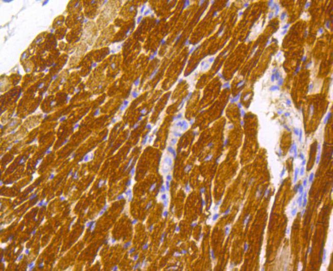 Anti-TnTc Antibody (9C528)