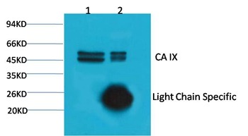 Anti-Carbonic Anhydrase 9 Antibody (7H302)