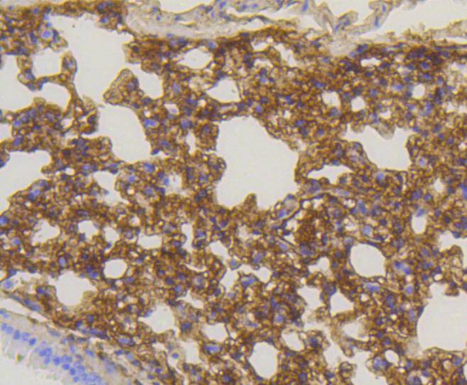 Anti-CAV1 Antibody (1U205)