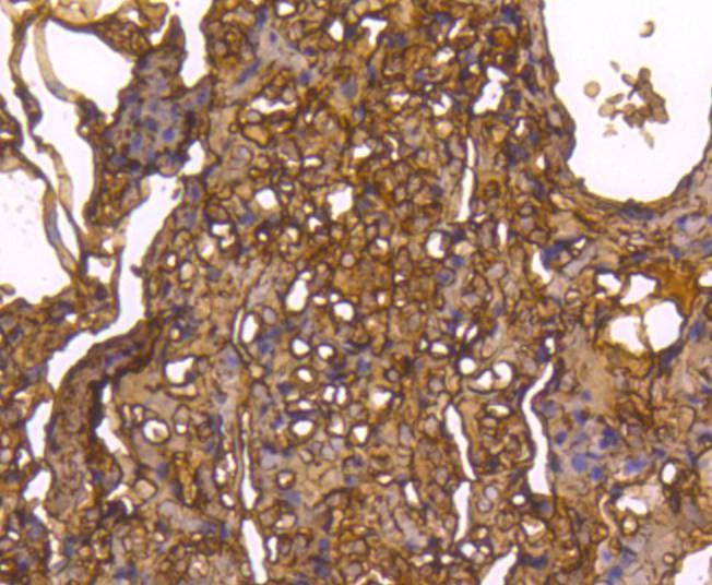 Anti-Caspase-1 Antibody (4V493)