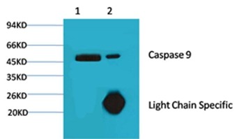 Anti-CASP9 Antibody (5N183)