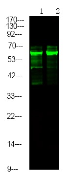Anti-Phospho-Caspase-8 (Tyr448) Polyclonal Antibody
