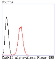 Anti-CAMKII alpha Antibody (4A308)