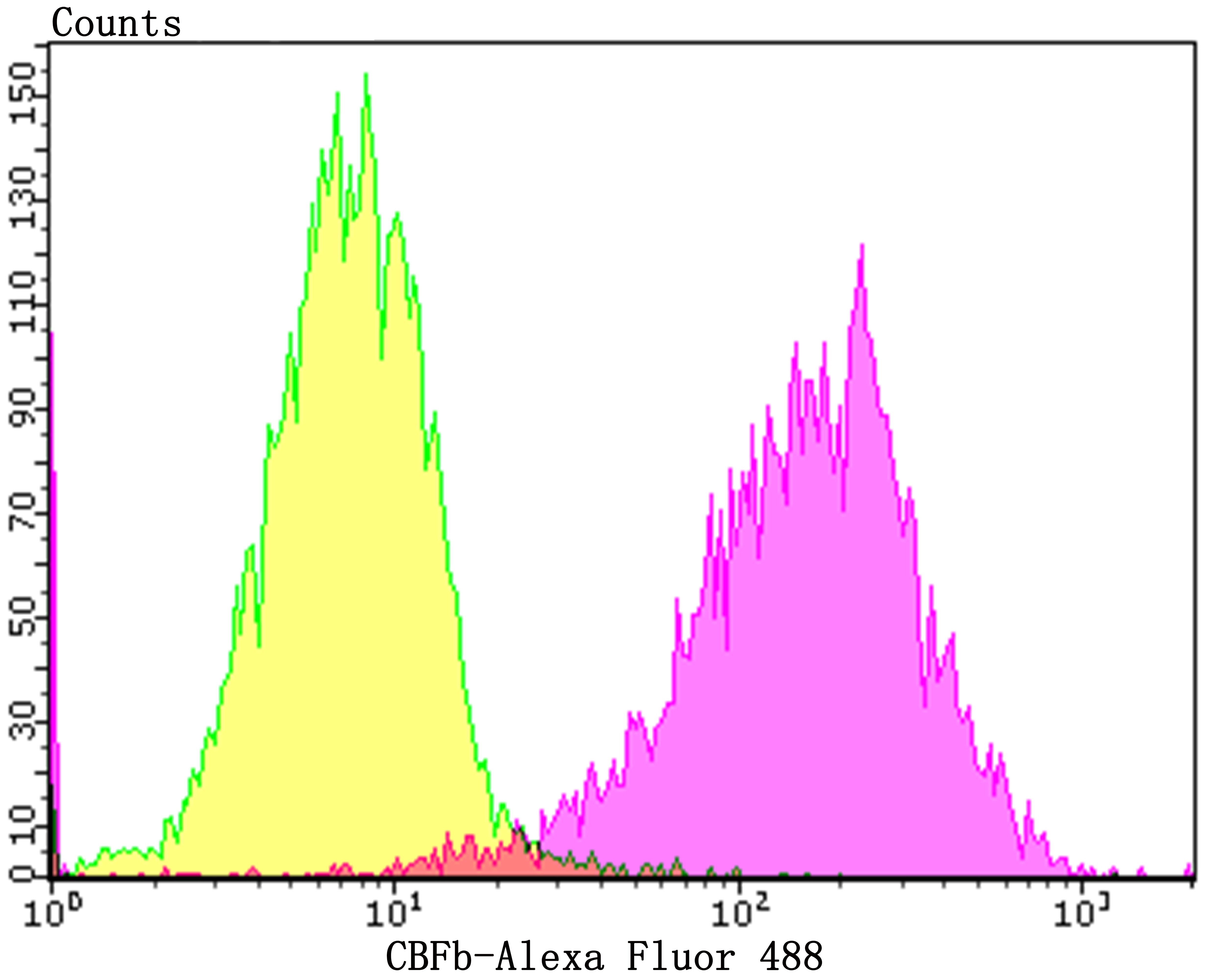 Anti-CBFB Antibody (1I567)