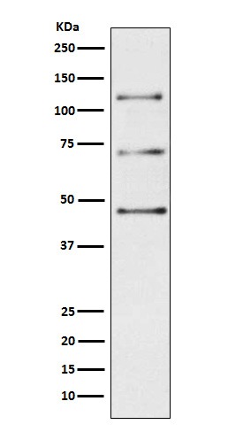 Anti-Complement C3 Antibody (7T917)