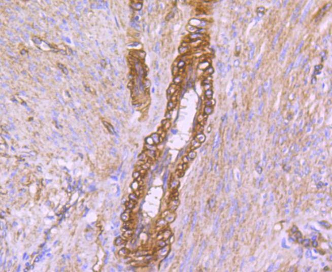 Anti-Caveolin 2 Antibody (7L548)