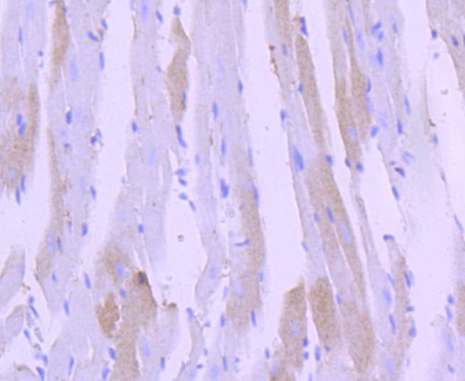 Anti-TNNI3 Antibody (8F759)