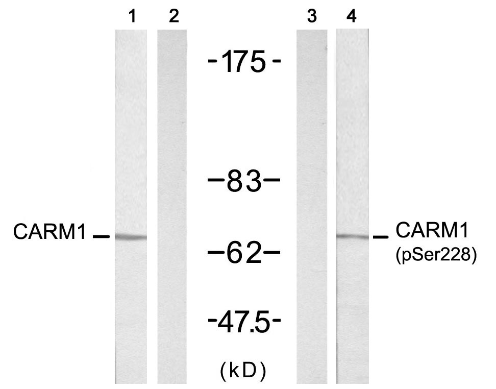 Anti-Phospho-CARM1 (Ser228) Polyclonal Antibody