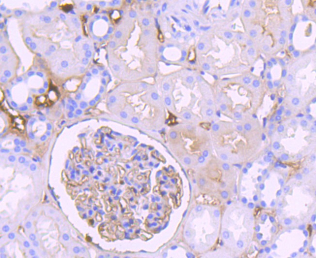 Anti-Complement C3 Antibody (4V625)