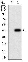 Anti-AMY1A Antibody (3A532)