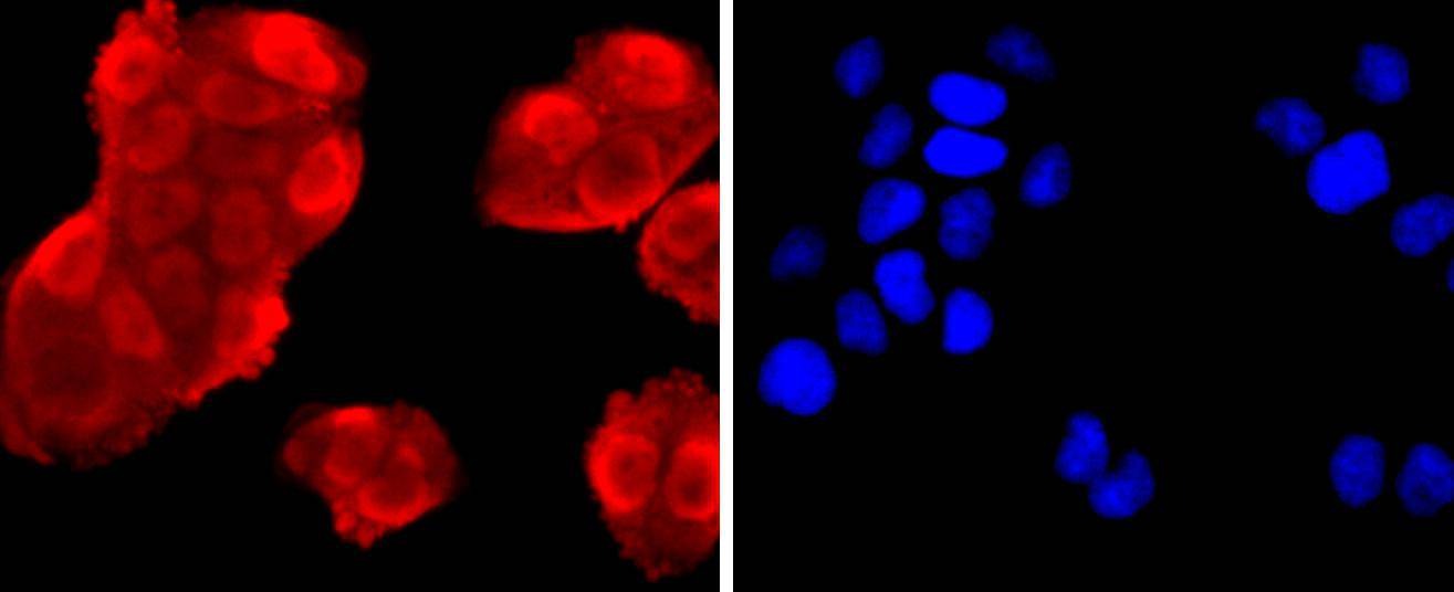 Anti-Annexin V/ANXA5 Antibody (2Q736)