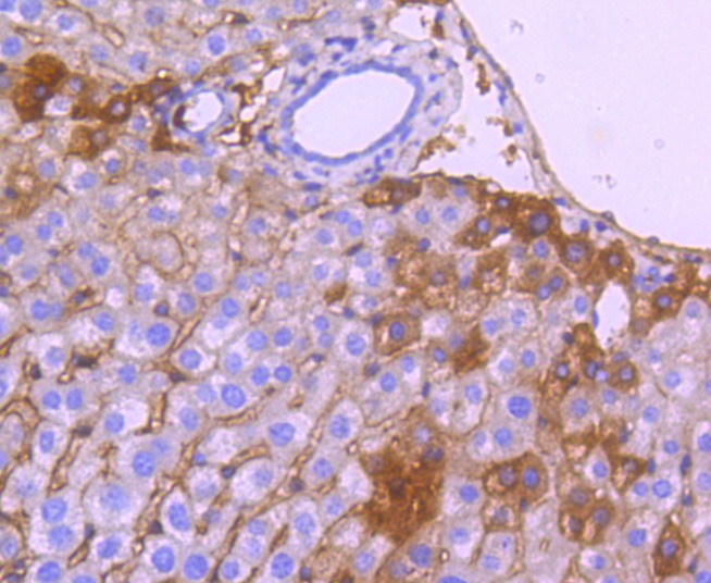 Anti-Apolipo A-I/APOA1 Antibody (2Q549)