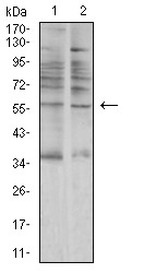 Anti-AMY1A Antibody (3A532)